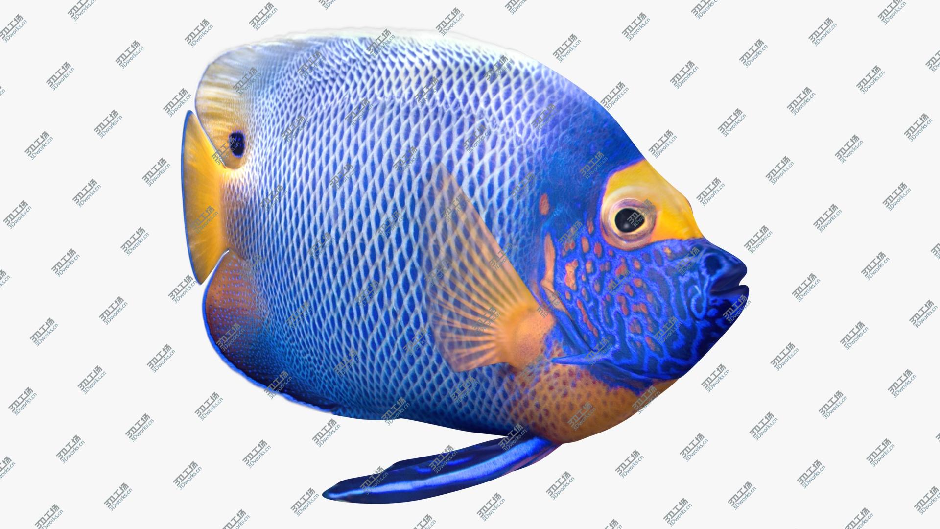 images/goods_img/202105071/3D model Blueface Angelfish Animated/2.jpg